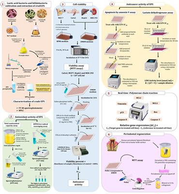 Exploring the Therapeutic Potentials of Exopolysaccharides Derived From Lactic Acid Bacteria and Bifidobacteria: Antioxidant, Antitumor, and Periodontal Regeneration